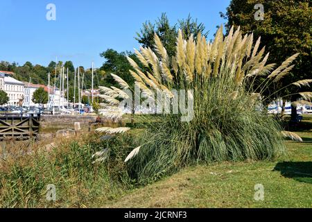 Pampas Gras (Cortaderia selloana) im französischen Hafen Stockfoto