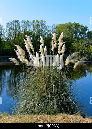 Pampas Gras (Cortaderia selloana) in der Nähe des Teiches in Charente-Maritime in Frankreich Stockfoto