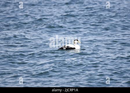 Gemeine Eider (Somateria mollissima) Schwimmen von links nach rechts auf einem welligen blauen Meer vor der Isle of man, Großbritannien im Mai Stockfoto