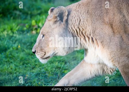 Löwen bei 5 Schwestern Zoo West lothian Stockfoto