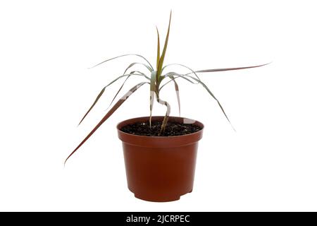 Bild einer Zimmerpflanze, eingetopfte Palme, Dracaena marginata Stockfoto