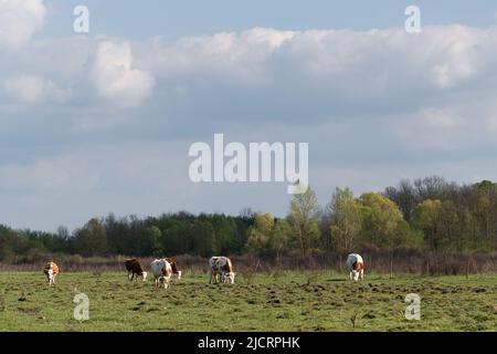 Kühe in der Herde weiden im Frühjahr auf holpriger Weide, Haustiere Freilandhaltung auf ebenem Feld gegen Wald, sonniger Tag mit großen Wolken am Himmel Stockfoto