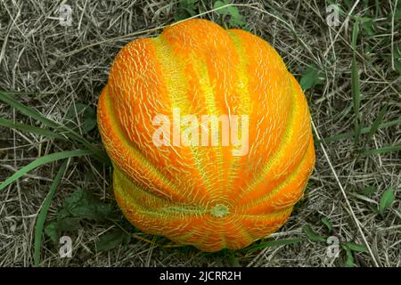 Melonenkultur reife Melone liegt auf dem Gras Stockfoto