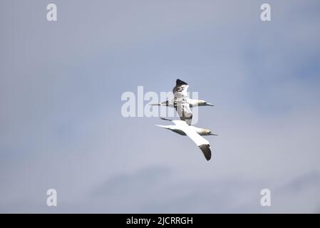 Zwei Nordbannets (Morus Bassanus), ein reifer Erwachsener und ein unreifer, fliegen parallel zueinander gegen einen Blauen Himmel mit sichtbaren Markierungen, Großbritannien Stockfoto