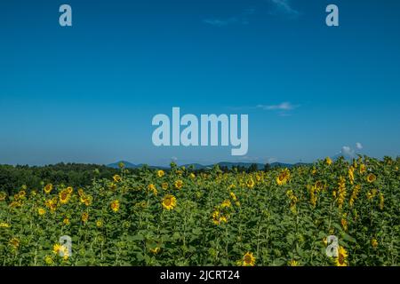 Blick über die hellen, bunten Sonnenblumen, die an einem heißen, nebeligen Tag im Sommer mit den Bergen von North Georgia im Hintergrund blühen Stockfoto