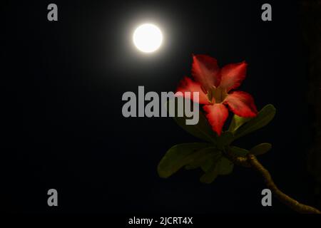 Sumedang, West-Java, Indonesien. 15.. Juni 2022. Der Vollmond, bekannt als Erdbeermond, steigt hinter der roten Blume in Sumedang, Indonesien, auf. Ein Erdbeer-Super-Mond, bei dem sich der Mond an seinem nächsten Punkt zur Erde befindet und 14 % größer und 30 % heller erscheint. Der Juni-Supermond ist allgemein bekannt als der Erdbeermond, der nach Angaben des Farmer's Almanac von indianischen Stämmen nach den in Nordamerika geernteten Erdbeeren benannt wurde. (Bild: © Algi Febri Sugita/ZUMA Press Wire) Stockfoto