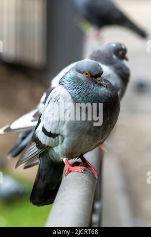 Nahaufnahme einer urban wilden Taube im Park. Vertikale Ansicht Stockfoto