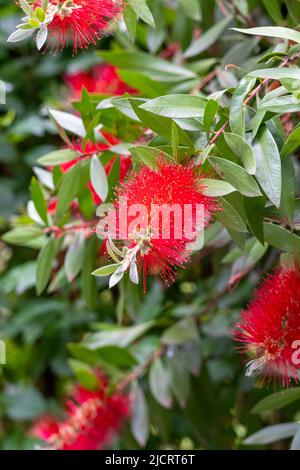 Rote Flaschenbürstenblüte mit grünen Blättern und Staubgefäßen im Garten. Callistemon vimidinalis. Myrtaceae Familie. Vertikale Ansicht Stockfoto