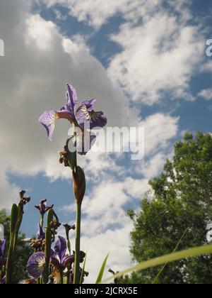 Die Iris mit blauer Flagge (Iris versicolor) reicht bis zu einem strahlend blauen Himmel. Platz oben zum Kopieren. Stockfoto