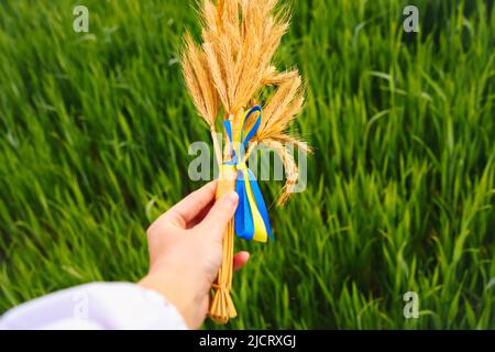 Unschärfe-Bukett aus reifen goldenen Weizenspiketten, gebunden mit einem gelben und blauen Band auf dem grünen Hintergrund der Natur. Landwirtschaft. Unabhängigkeitstag von Stockfoto