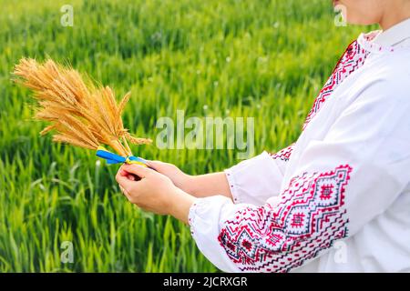 Unschärfe Frau in vyshywanka halten Bouquet von reifen goldenen Ähren auf der Wiese Natur Hintergrund gebunden. Flagge Ukraine. Willkommen In Der Ukraine Stockfoto