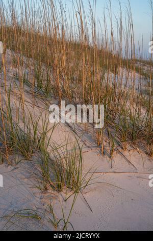 Sea Oats on Sand Dune, Tybee Island, Georgia Stockfoto