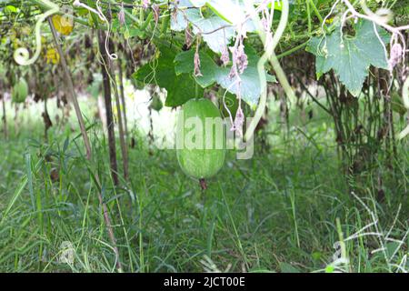 Lecker und gesund frisch grün gefärbten Wachs Wache auf Baum in der Farm für die Ernte Stockfoto