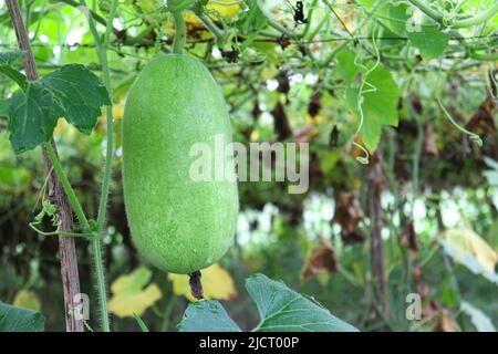 Lecker und gesund frisch grün gefärbten Wachs Wache auf Baum in der Farm für die Ernte Stockfoto