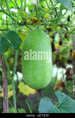 Lecker und gesund frisch grün gefärbten Wachs Wache auf Baum in der Farm für die Ernte Stockfoto