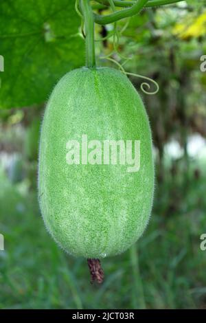 Lecker und gesund frisch grün gefärbten Wachs Wache auf Baum in der Farm für die Ernte Stockfoto
