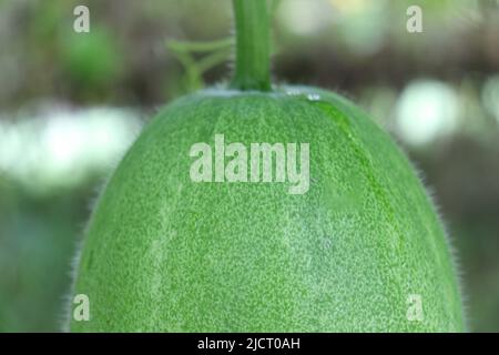 Lecker und gesund frisch grün gefärbten Wachs Wache auf Baum in der Farm für die Ernte Stockfoto