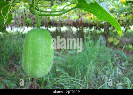 Lecker und gesund frisch grün gefärbten Wachs Wache auf Baum in der Farm für die Ernte Stockfoto