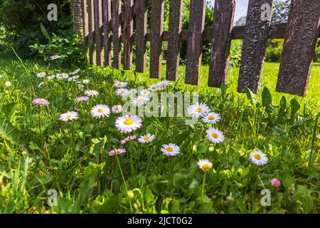 gänseblümchenfeld mit grünem Gras und Zaun im Hintergrund Stockfoto