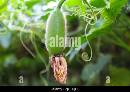 Lecker und gesund frisch grün gefärbten Wachs Wache auf Baum in der Farm für die Ernte Stockfoto