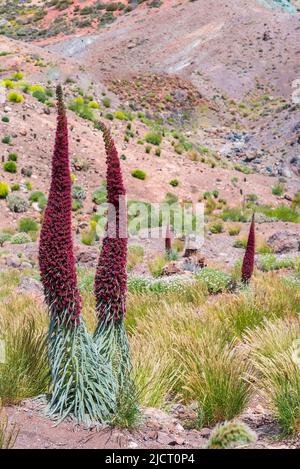 Roter Tajinaste oder Echium widprettii auf volcan Teide, Teneriffa Stockfoto