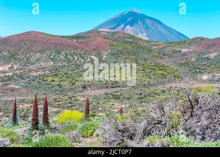 Roter Tajinaste oder Echium widprettii auf volcan Teide, Teneriffa Stockfoto