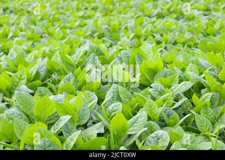 Grün gefärbte malabar Spinat Farm auf dem Feld für die Ernte Stockfoto