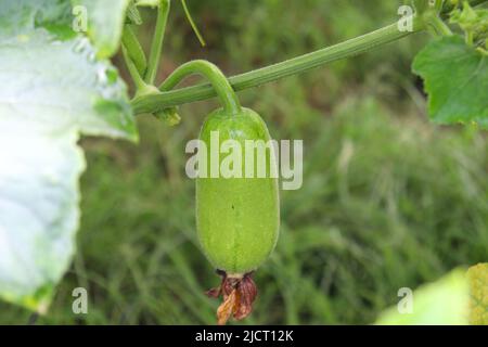 Lecker und gesund frisch grün gefärbten Wachs Wache auf Baum in der Farm für die Ernte Stockfoto