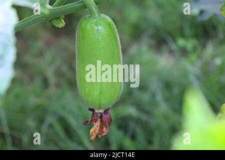 Lecker und gesund frisch grün gefärbten Wachs Wache auf Baum in der Farm für die Ernte Stockfoto