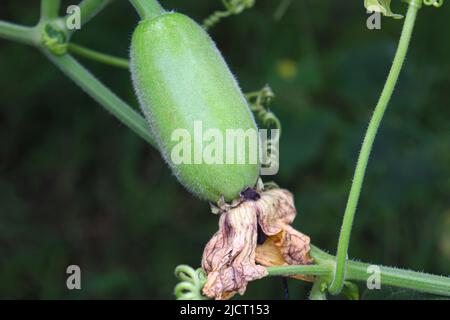 Lecker und gesund frisch grün gefärbten Wachs Wache auf Baum in der Farm für die Ernte Stockfoto