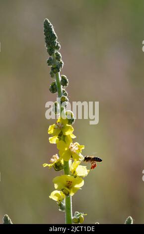 Bienen sammeln Pollen Gemeine Königskerze Stockfoto