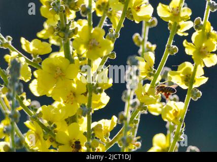 Bienen sammeln Pollen Gemeine Königskerze Stockfoto