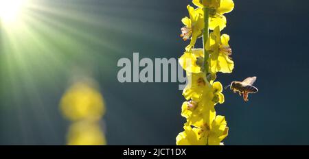 Bienen sammeln Pollen Gemeine Königskerze Stockfoto