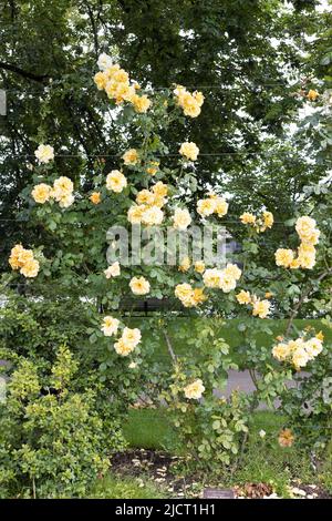 Rosa 'Autumn Sunset' großblütige Kletterrosen. Stockfoto