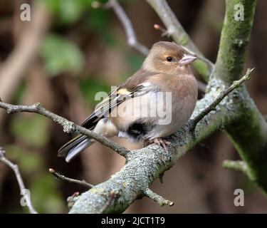 Gemeiner Chaffinch (Fringilla coelebs) weiblich. Stockfoto