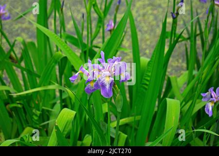 Nördliche Blaue Flagge Iris (Iris Versicolor) in einem verschwommenen Hintergrund aus grünen Blättern und Stielen. Auch bekannt als Harlekin Blueflag und Giftflagge. Stockfoto