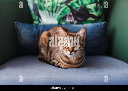 Frontportrait der tabby Katze auf einem Sessel sitzend. Hauskatze auf einem Sessel zu Hause blickt in die Kamera. Stockfoto