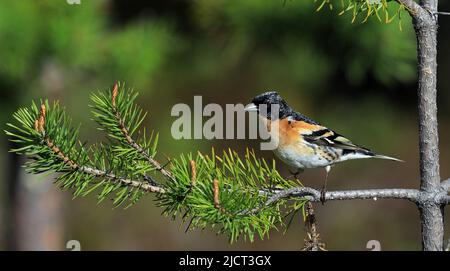 Brambling, Fringilla montifringilla sitzt in Kiefer Baum Stockfoto