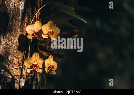 Gelb gefleckte panaenopsis Orchideen auf Baumstamm Stockfoto