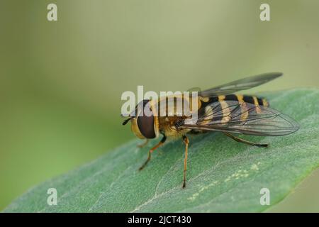 Detaillierte Nahaufnahme einer Gemeine gebänderte Schwebfliege, Syrphus ribesii, die auf einem grünen Blatt im Garten sitzt Stockfoto