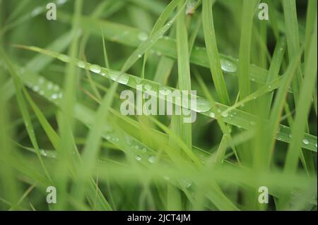 Mountain Province, Philippinen: Horizontale Makroaufnahme von Regentropfen auf grünen Grashalmen für Inhalte, Hintergründe und Kopierflächen mit Naturmotiven. Stockfoto
