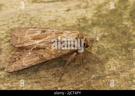 Nahaufnahme eines dunklen Bögen Motte, Apamea monoglypha, sitzt auf Holz im Garten Stockfoto