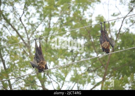 Zwei Fledermäuse starben bei dem Stromschlag. Stockfoto