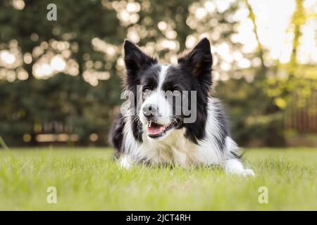 Smiling Border Collie liegt auf Green Lawn. Glücklicher schwarzer und weißer Hund im Gartengras im Sommer. Stockfoto