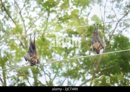 Zwei Fledermäuse starben bei dem Stromschlag. Stockfoto