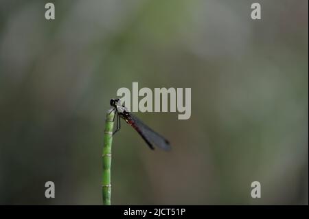 Mountain Province, Philippinen: Horizontale Makroaufnahme einer Libelle, die auf einer Pflanze ruht. Stockfoto