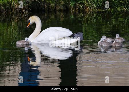 Muter Schwan 'Cygnus olor' mit sechs neu geschlüpften Cygnets auf den Gewässern des Canale Grande. Flauschige Schwäne schlafen. Wasserspiegelung. Dublin, Irland Stockfoto