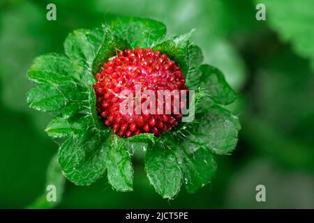 Mock Strawberry / Indian-Strawberry / false Strawberry / Hinterhof Strawberry (Potentilla indica / Duchesnea indica) zeigt rote Früchte im späten Frühjahr Stockfoto