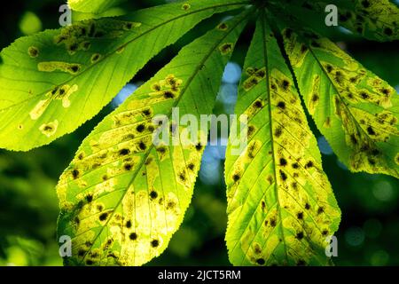 Sonnenlicht Blätter Rosskastanie Blatt Bergmann, Sonnenlicht, Aesculus hippocastanum, Blatt Bergmann, Shining, Blätter Stockfoto