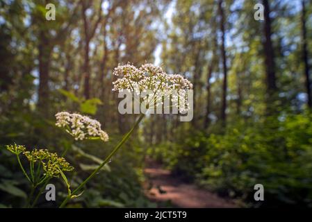 Bodenholunder / Kraut gerard / Bishop's Weed / Goutweed (Aegopodium podagraria / Aegopodium angelicifolium) in Blüte im Laubwald Stockfoto